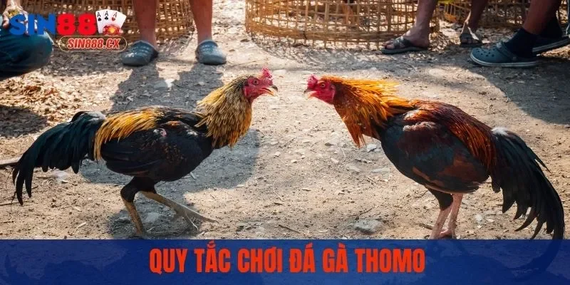 Quy tắc chơi đá gà Thomo