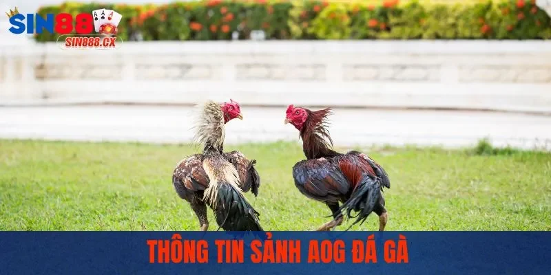 Thông tin sảnh AOG đá gà