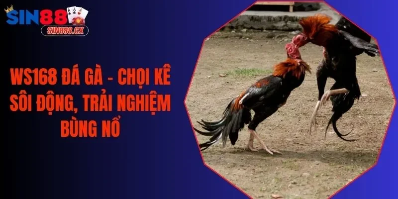WS168 Đá Gà - Chọi Kê Sôi Động, Trải Nghiệm Bùng Nổ